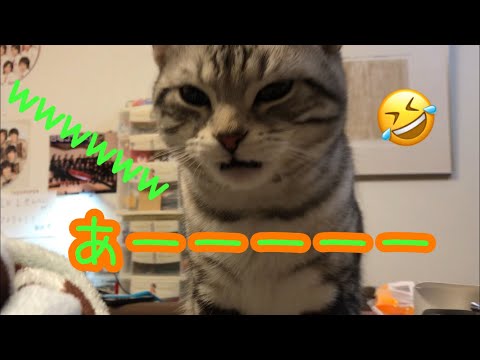 匂いを嗅いで口を開ける猫