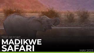 TRIP REPORT | Madikwe Safari May 2023