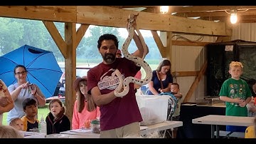 Paul shows off Cruella - Golden Child Cow Reticulated Python