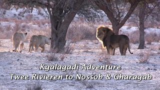 Kgalagadi Adventure - Twee Rivieren To Nossob