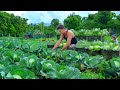 Slow Country Life: Harvest Cabbages For Market - Cook Delicious Cabbage Dishes - Plant More Chilies