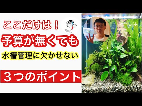 【3つのポイント】限られた予算で劇的に水槽管理が上手くなる方法