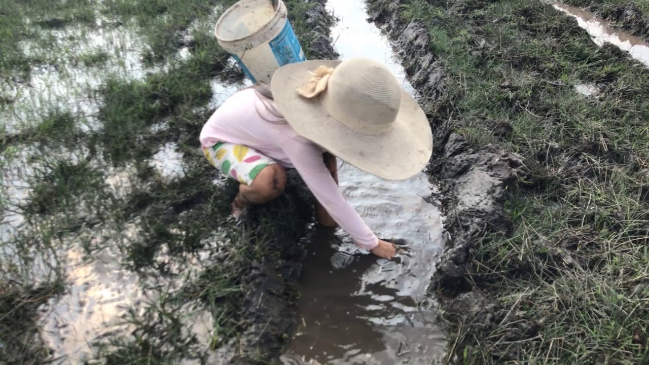 Primitive Fishing Smart girl catch fish at field lake got a lot of fish ...