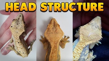 Crested Geckos With Small Heads Are Bad!? Crested Gecko Structure Explained