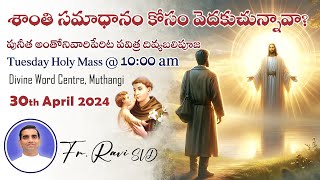 Rev. Fr. Ravi SVD |30-04-2024 | Tuesday Holy Mass in Telugu | Divine Word Centre,Muthangi |