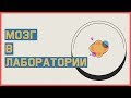 Edu: Создать мозг в лаборатории. Возможно ли это?