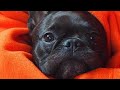 French Bulldogs Funny Moments & Fails Compilation #24 французский бульдог приколы