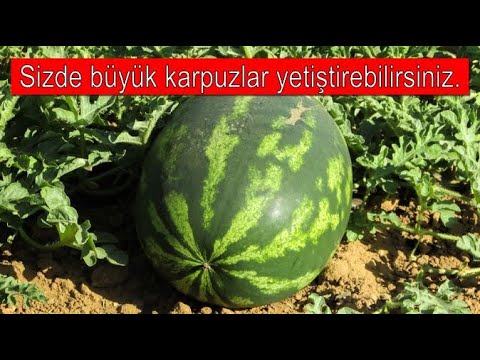 Video: Karpuz Nasıl Bağlanır