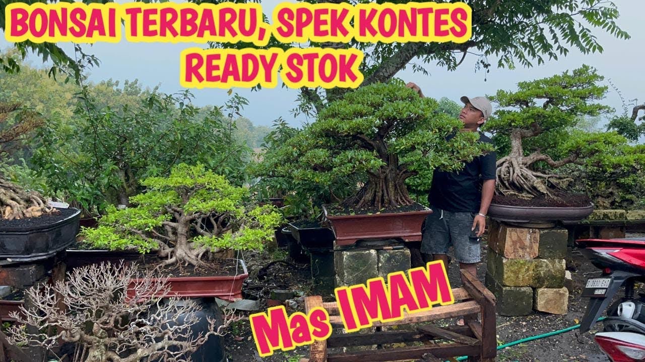 BONSAI BERKUALITAS‼️SPEK KONTES,HARGA WAJIB NEGO 📞 0831-1142-7220 @JeckpaeyBonsai91 