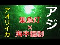 【集魚灯×海中撮影】群がるアジと捕食中のアオリイカ！