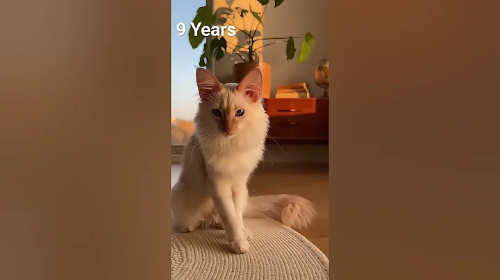 Video 11898161: oriental longhair cat, longhair cat breed