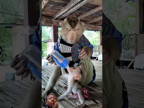 Great Video Of SokYaa ToTo Phao And Sokhaa Are HARMONY And Fun Will MAKE YOU SMILE