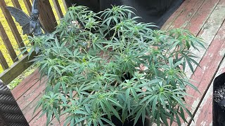 How to grow weed outdoor LST ph water. Mosaic tobacco virus cannabis HP PROMIX gaia green organic
