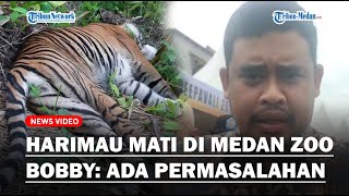 Seekor Harimau Mati di Medan Zoo, Bobby Nasution Sebut Ada Permasalahan Dalam Pengelolaan