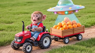 Monkey NaNa Drives a Tractor: UFO Steals His Oranges, But Clever NaNa Strikes Back!–NANA MONKEY LIFE