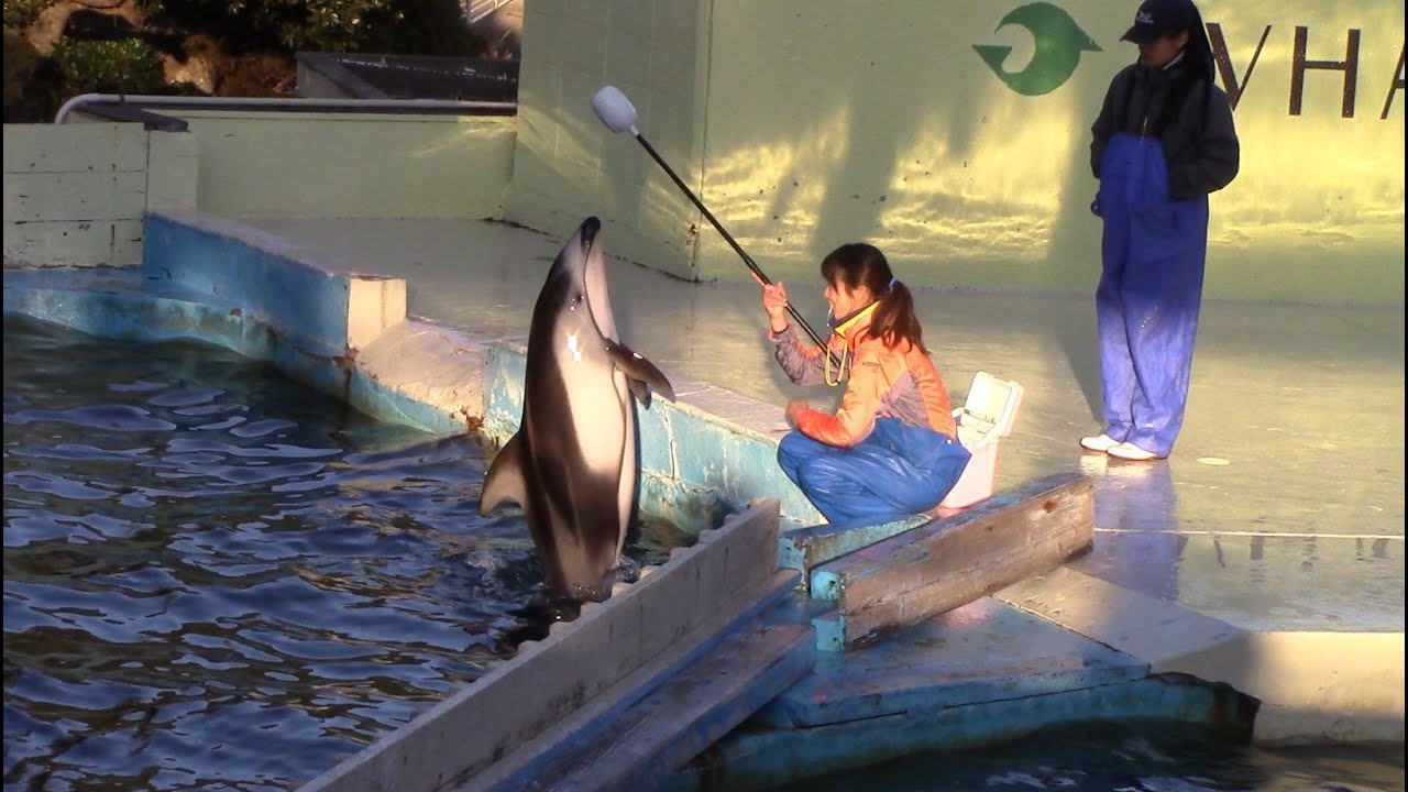 Pacific White-Sided Dolphin Training Session at Taiji Whale Museum 太地町くじら館　カマイルカトレーニング太地町くじら館
