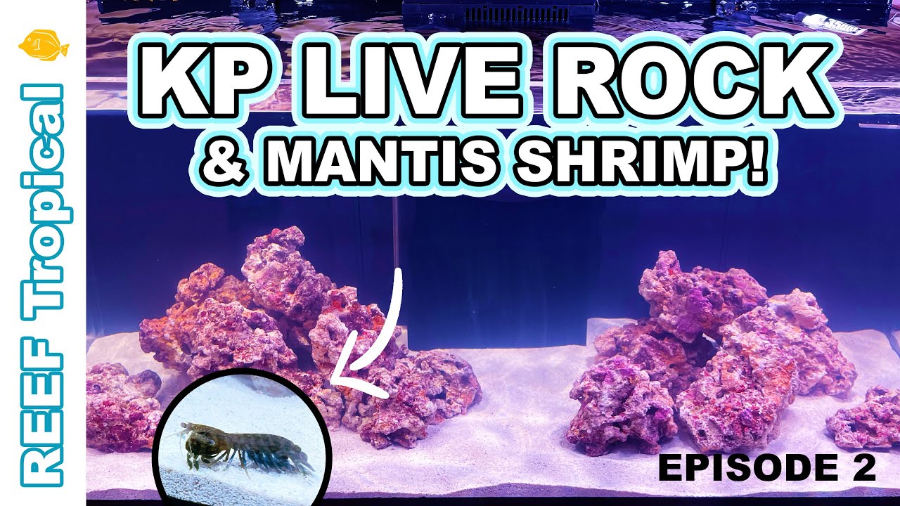 KP Aquatics LIVE ROCK AND MANTIS SHRIMP YouTube