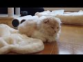 スコティッシュフォールドの子猫のためにキャットタワーを建設しました