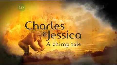 Charles and Jessica A chimp tale part 3