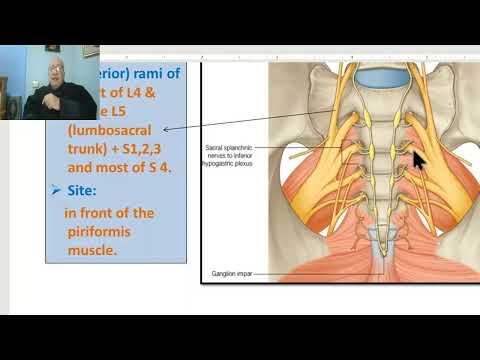 Anatomy of pelvis in Arabic 2023, 10 ( Nerves of pelvis), by Dr.Wahdan