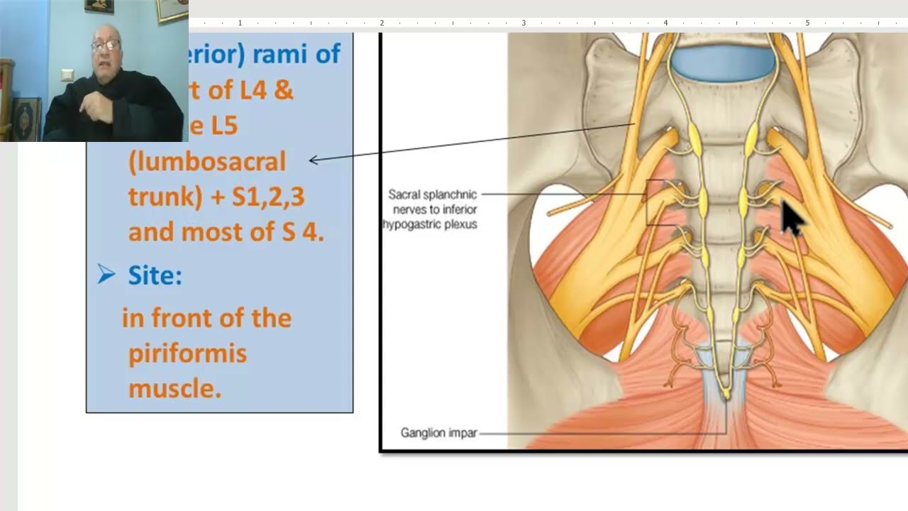 Anatomy of pelvis in Arabic 2023, 10 ( Nerves of pelvis… — Transcript
