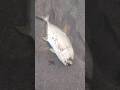 STRIKE HASIL MANCING DENGAN DRONE