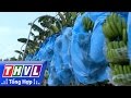 THVL | Nông thôn ngày nay: Trồng chuối xuất khẩu trên vùng đất phèn