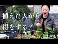 【植えっぱなしOK♪】おすすめの宿根草!