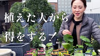 【植えっぱなしOK♪】おすすめの宿根草！