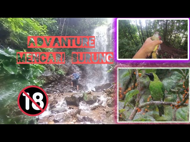 ngebolang di bukit barisan mikat ada cucak ijo kapas tembak my adventure class=