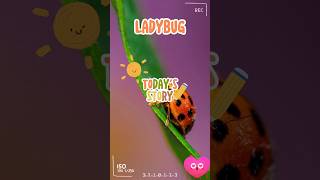 Fun Ladybug Facts for Kids! 🐞 Did You Know? 🌟 #Ladybugs #FunFacts #Kids #Insects  #naturediscovery