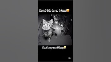 Send the is to ur friend and say nothing #funny #memes #cat