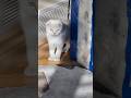 07.04.2026 #life #viralvideo #kitten #petlover