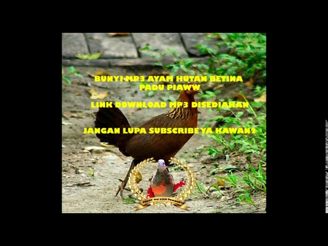 BUNYI MP3 AYAM HUTAN BETINA (with mp3 download link) class=
