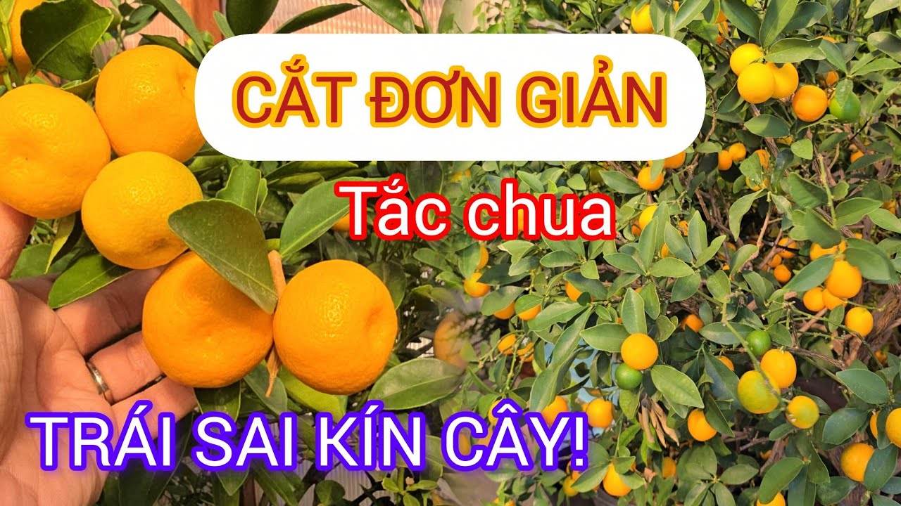 Благодаря простой обрезке, дерево кумквата щедро плодоносит – мы не успеваем собирать урожай!