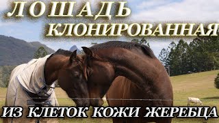 Лошадь клонированная из клеток кожи жеребца.A horse cloned from stallion skin cells.