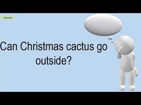 וִידֵאוֹ: Cactus Christmas Care Outdoor - How To Grow A Christmas Cactus Outside