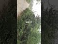 trending song