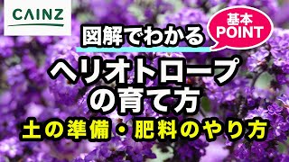 ヘリオトロープの育て方 カインズ花図鑑 Youtube ヘリオトロープの育て方 カインズ花図鑑 Youtube
