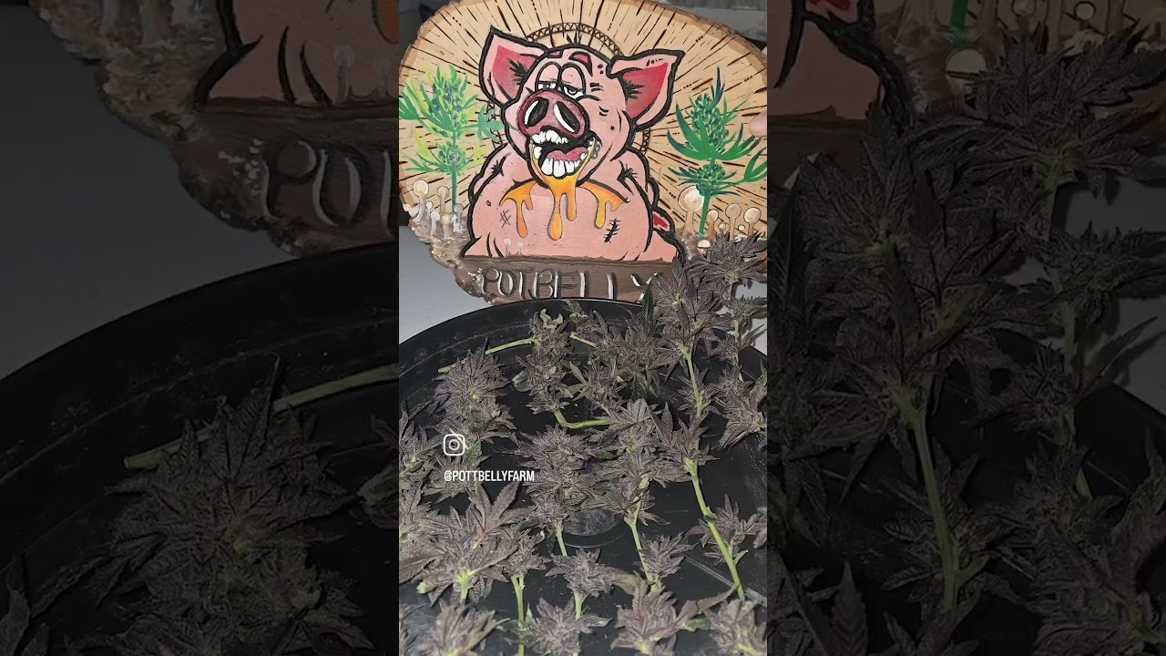 Pink runtz - lowers harvest - few more days till full chop 🪓- featuring garden cat (swish)