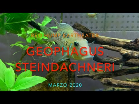 Geophagus steindachneri