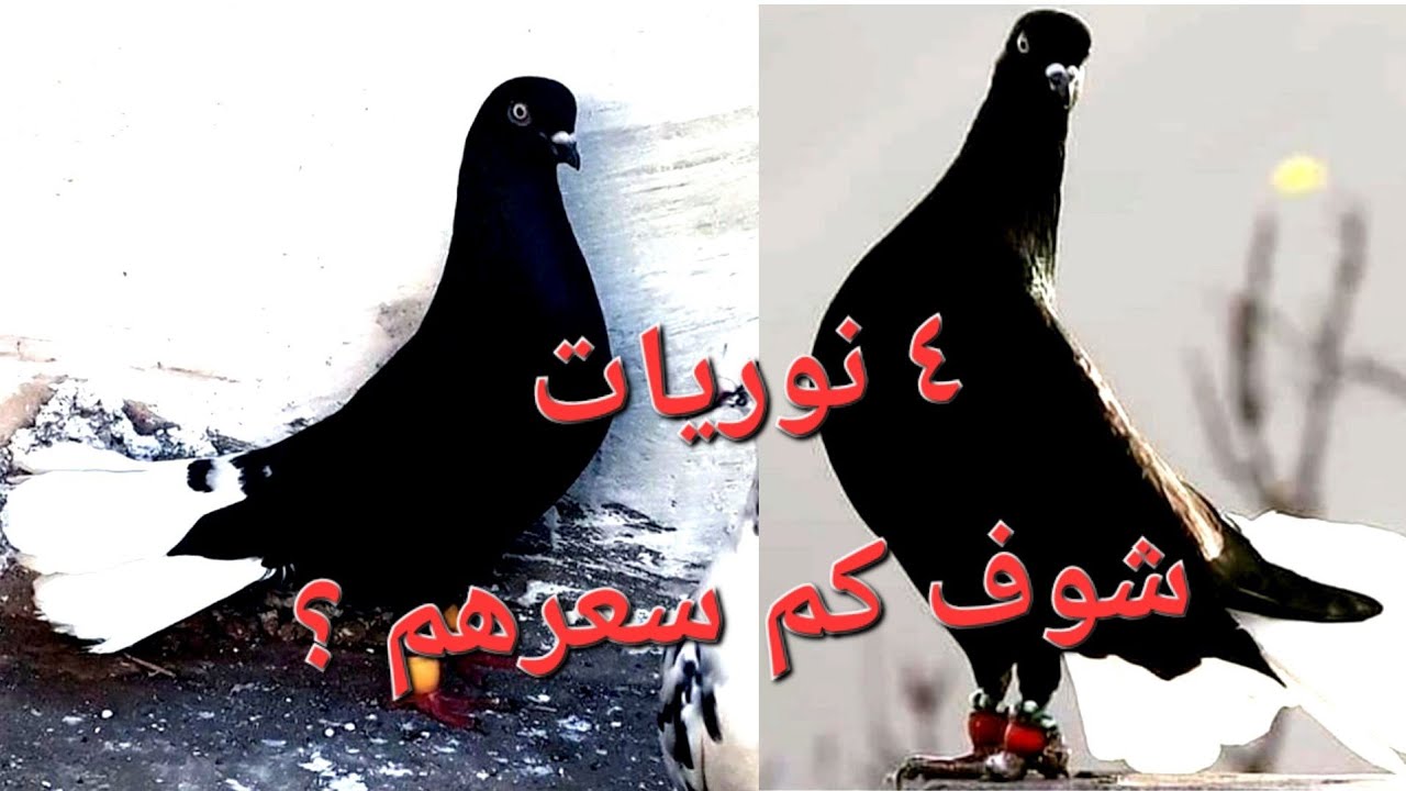 ٢٥ طير حمام كش نوريات ملحيات فحول مخاليف شوف الاسعار في الاردن