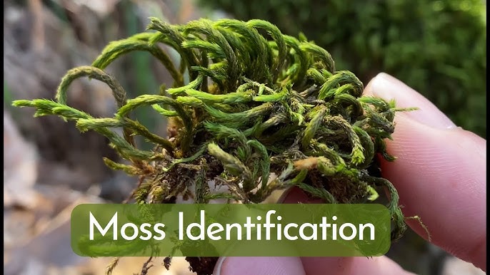 Myth buster: Moss doesn't only grow on the north side of trees
