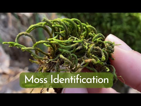 Video: Různé druhy mechu – zjistěte více o odrůdách mechů pro zahradu