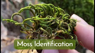 Moss Identification and Basic Information for 9 Most Common Mosses