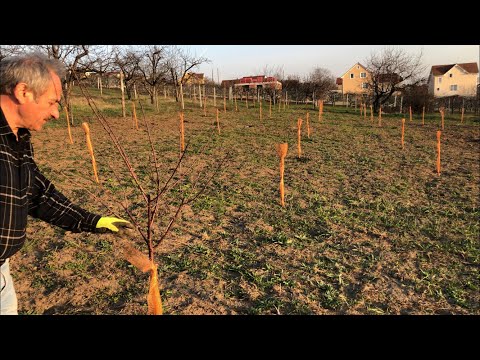 Video: Formarea Coroanei De Primăvară A Pomilor Fructiferi
