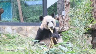 Giant panda Ya Ya celebrates 23rd birthday at Beijing Zoo