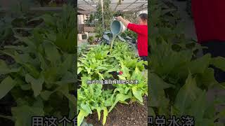 Boost Your Veggie Garden: The Secret with Fish Protein Fertilizer