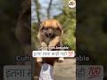 Culture pom#culturepom #short #shortdog #dogbreed #doglove #petlover #mumbai #mumbaikar #yt #ytshort