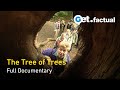 The Oak Tree: The Tree of Trees - Full Documentary